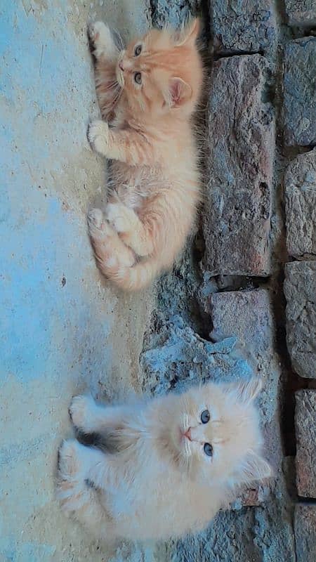 Triple Cort Persian Cats kittens/  2 Females/ 2