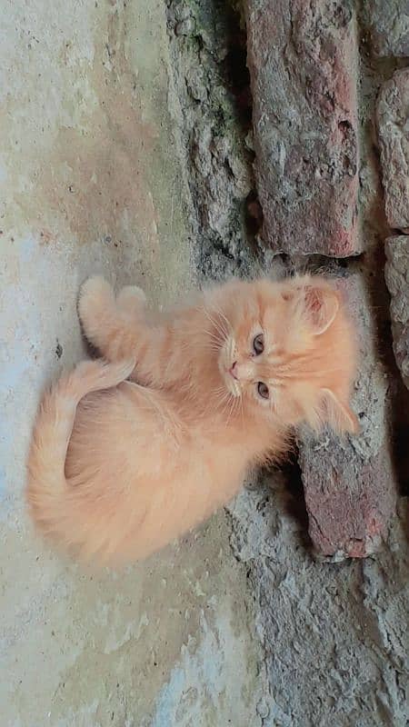 Triple Cort Persian Cats kittens/  2 Females/ 0