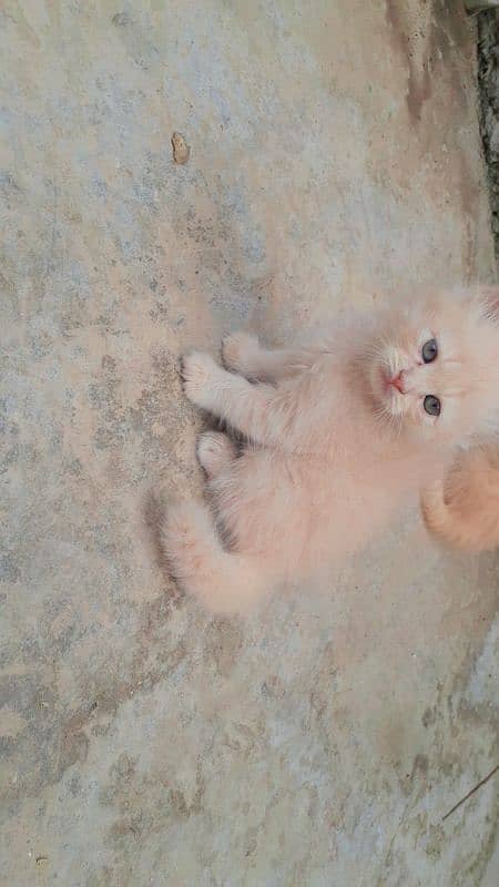 Triple Cort Persian Cats kittens/  2 Females/ 3