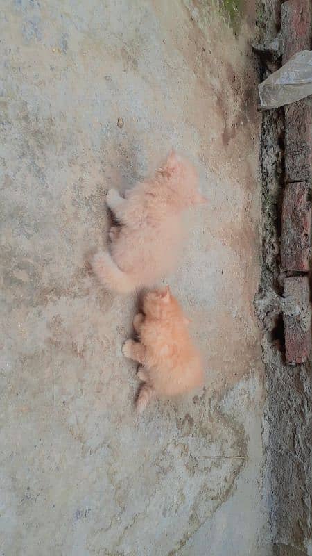 Triple Cort Persian Cats kittens/  2 Females/ 5