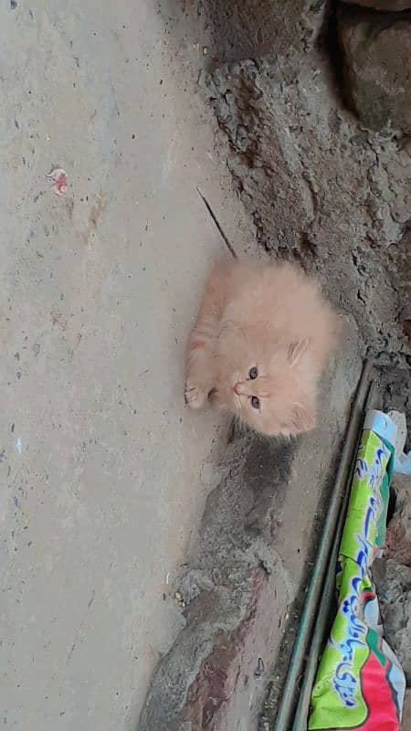 Triple Cort Persian Cats kittens/  2 Females/ 1