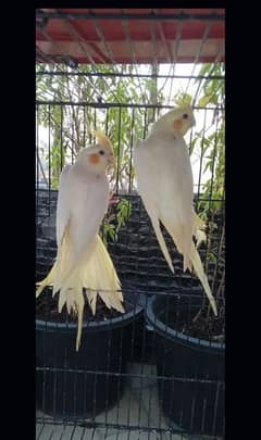 cockatiel