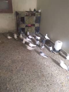 16 PIGEONS ARGENT for sale