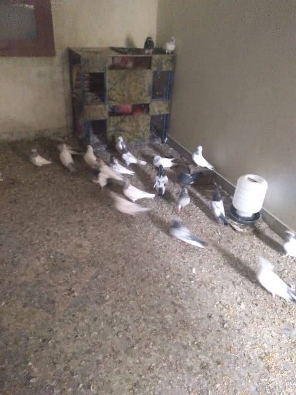 16 PIGEONS ARGENT for sale 0