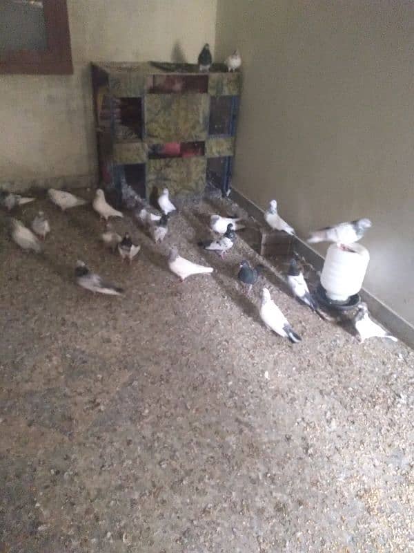 16 PIGEONS ARGENT for sale 1