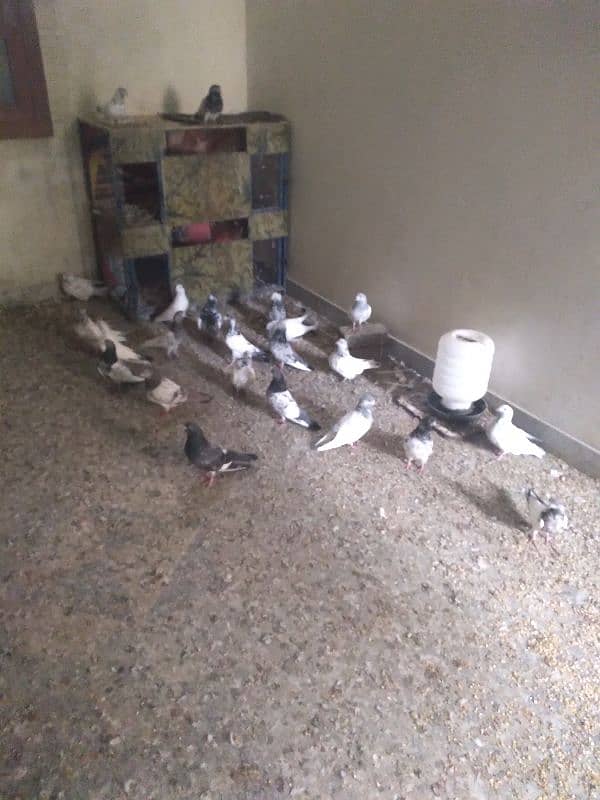 16 PIGEONS ARGENT for sale 3