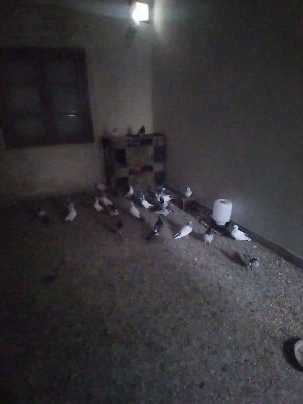 16 PIGEONS ARGENT for sale 4