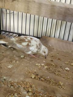 Red pied dove Female