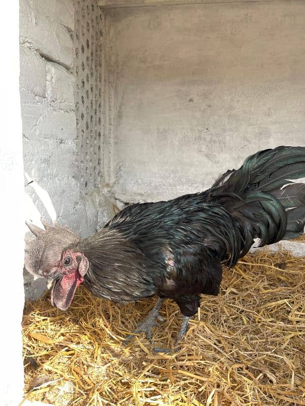 Ayam Cemani Breeder Male Adayala road Rawalpindi 0