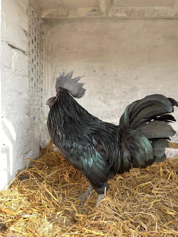 Ayam Cemani Breeder Male Adayala road Rawalpindi 1