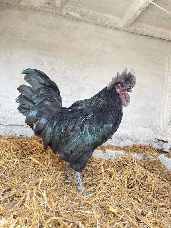 Ayam Cemani Breeder Male Adayala road Rawalpindi 2