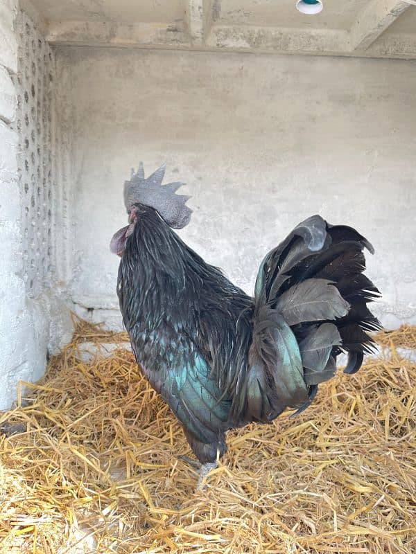 Ayam Cemani Breeder Male Adayala road Rawalpindi 3