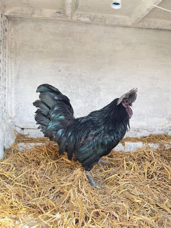 Ayam Cemani Breeder Male Adayala road Rawalpindi 4