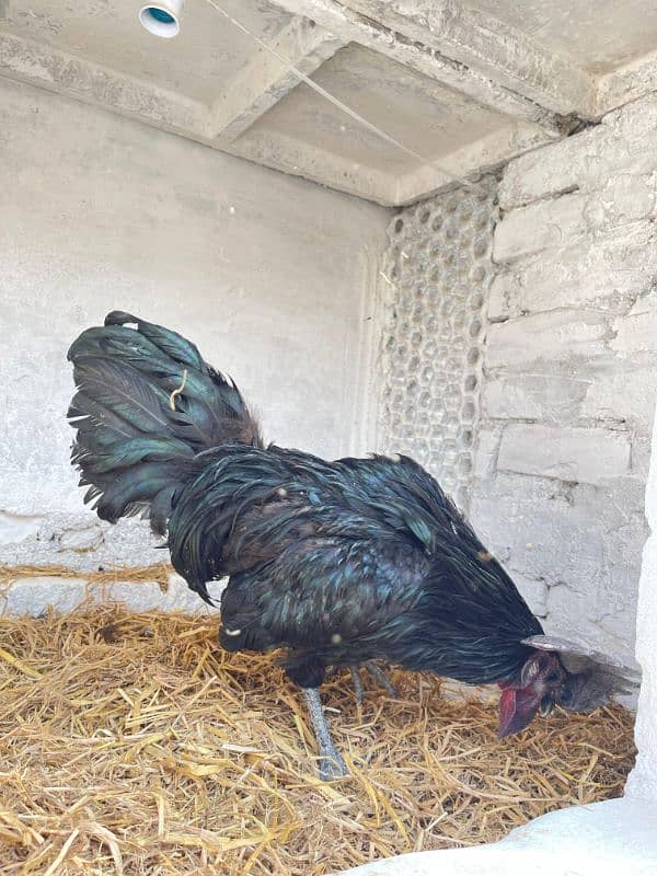 Ayam Cemani Breeder Male Adayala road Rawalpindi 5