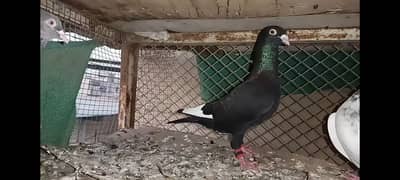 2 gola pigeons