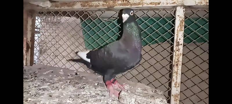 2 gola pigeons 1