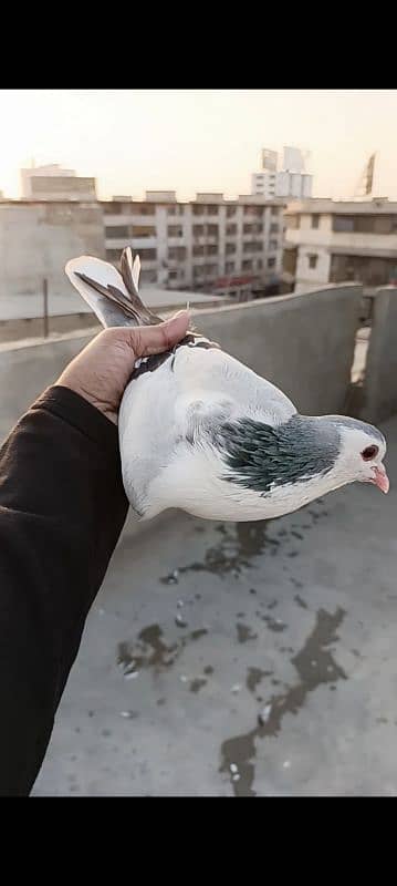 2 gola pigeons 3