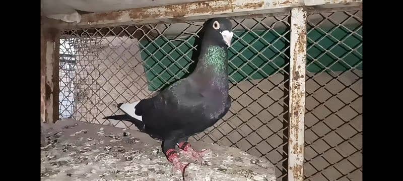 2 gola pigeons 4