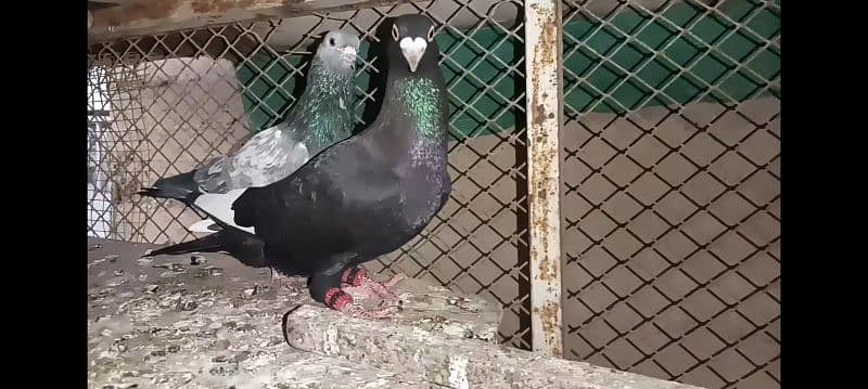 2 gola pigeons 5