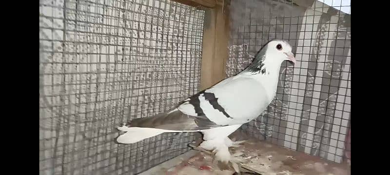 2 gola pigeons 7