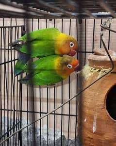 lovebirds