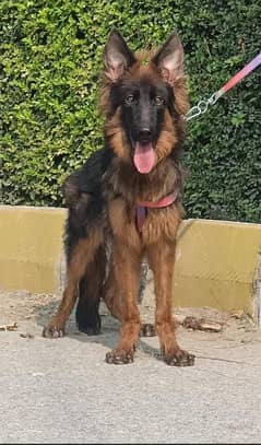 German Shepherd long coat dog male dog for sale | German Shepherd dog