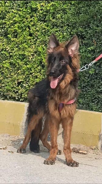 German Shepherd long coat dog male dog for sale | German Shepherd dog 1