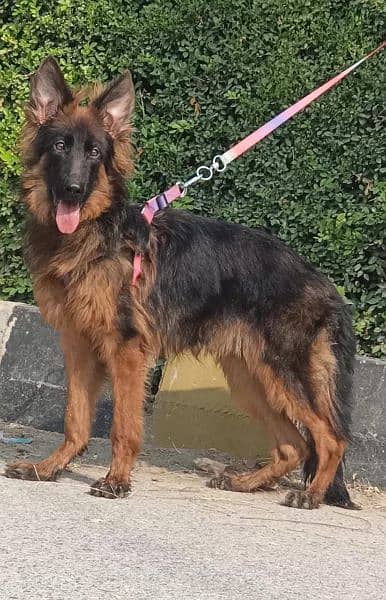 German Shepherd long coat dog male dog for sale | German Shepherd dog 2