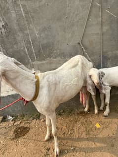 Bakri