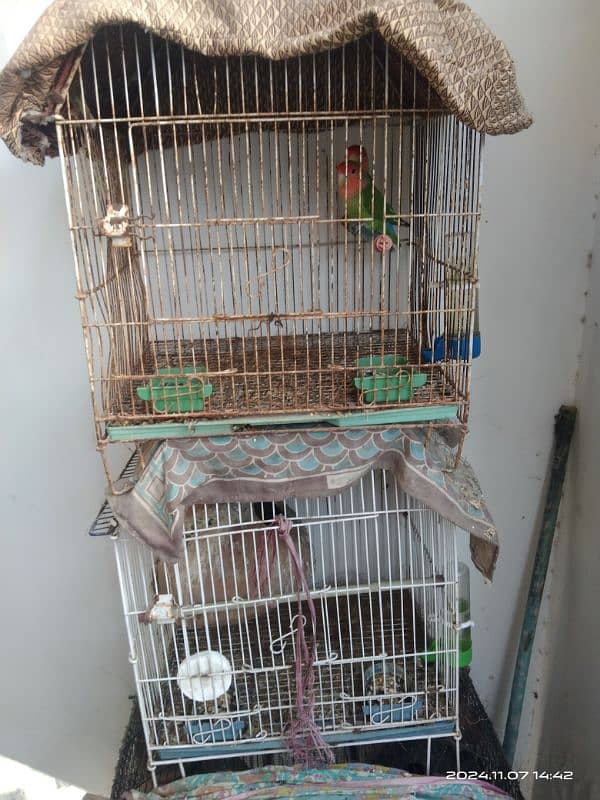 Lovebirds black pasnata black available for sale 4