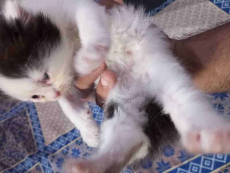 Persian kittens for sale 0