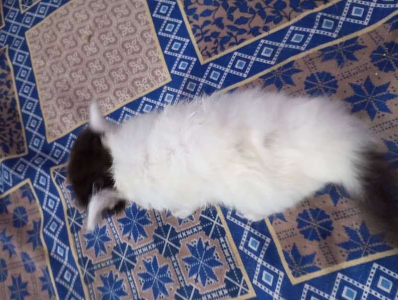 Persian kittens for sale 1