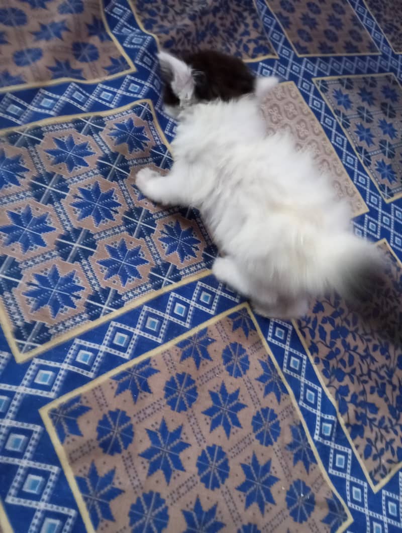 Persian kittens for sale 2