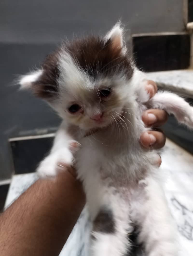 Persian kittens for sale 3