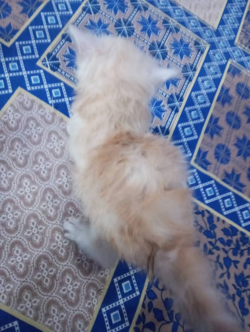 Persian kittens for sale 6