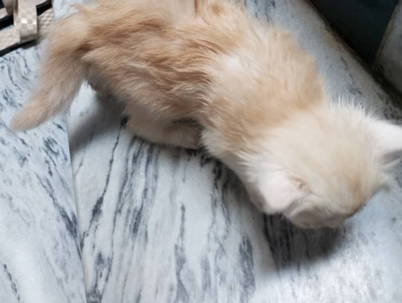 Persian kittens for sale 7