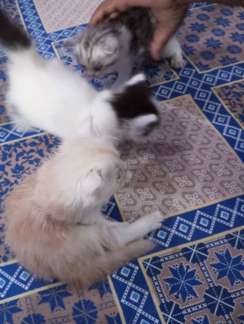 Persian kittens for sale 8