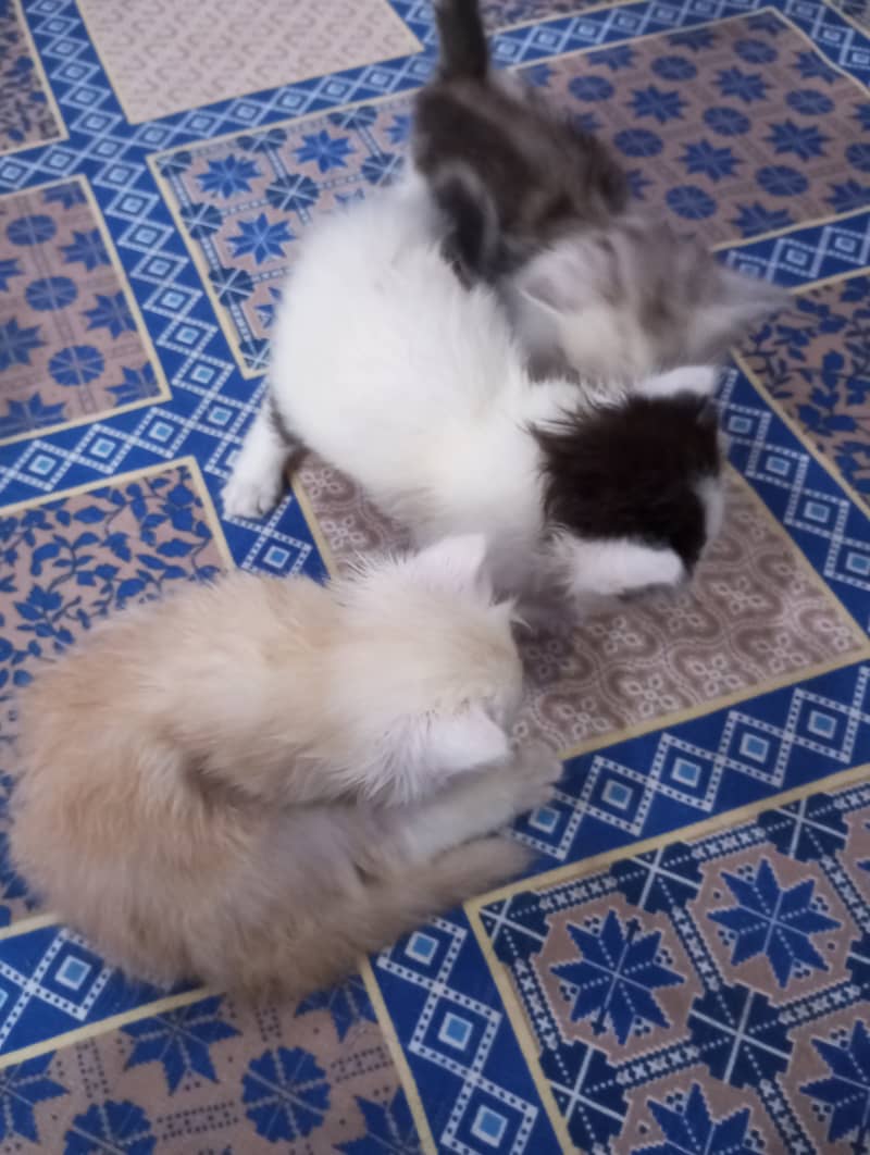 Persian kittens for sale 9