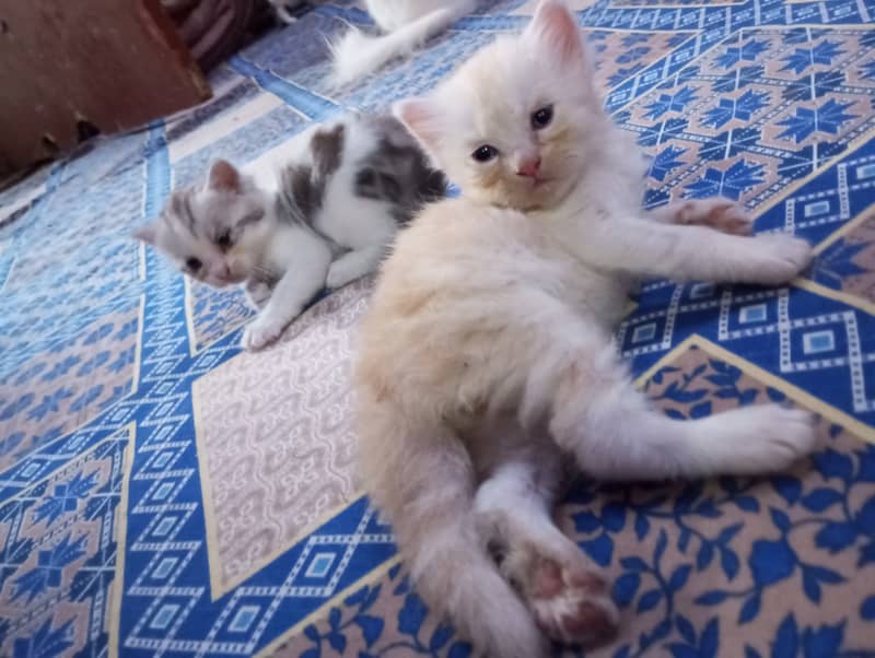 Persian kittens for sale 10