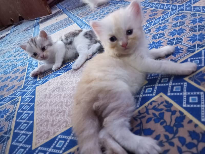 Persian kittens for sale 11