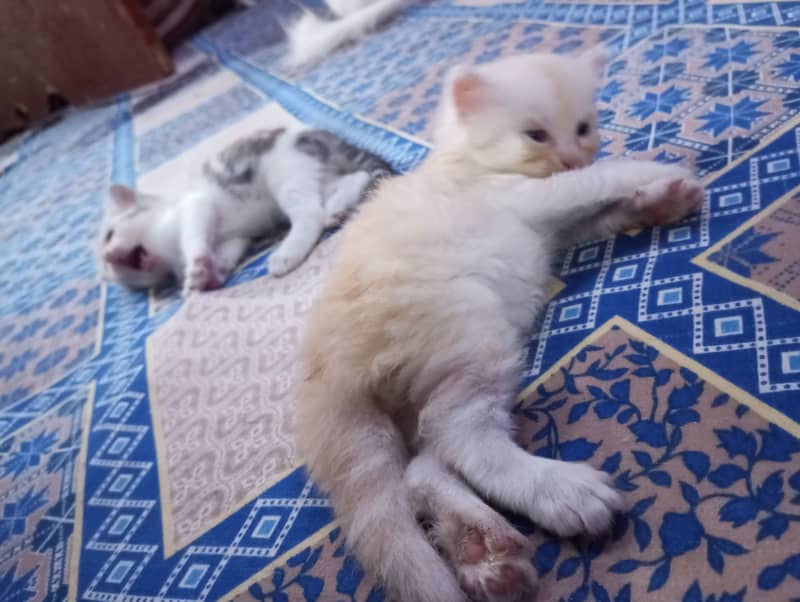 Persian kittens for sale 12