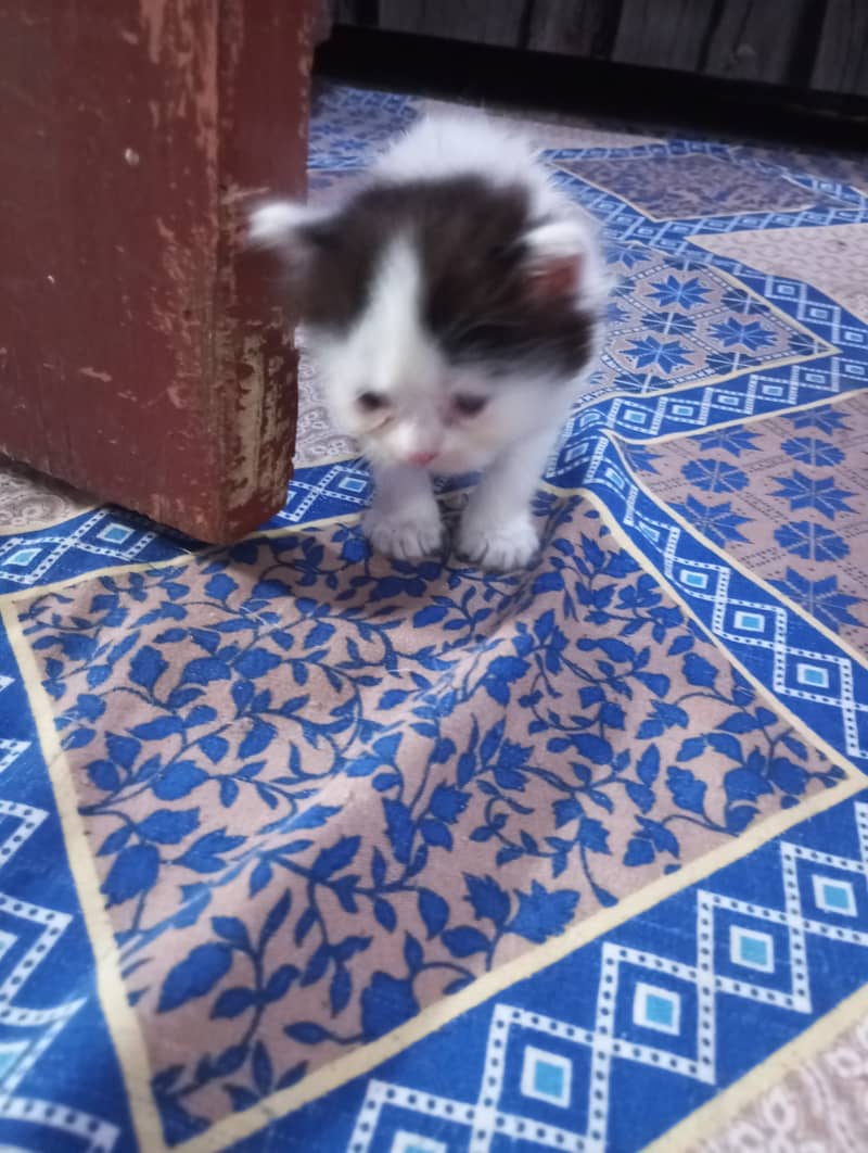 Persian kittens for sale 13