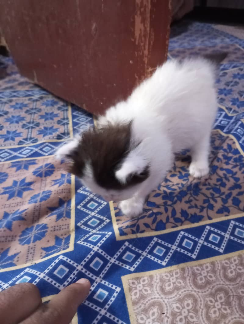 Persian kittens for sale 14