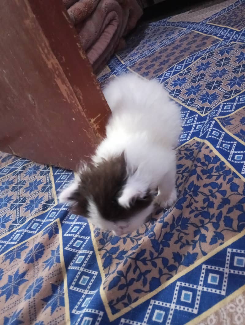 Persian kittens for sale 15