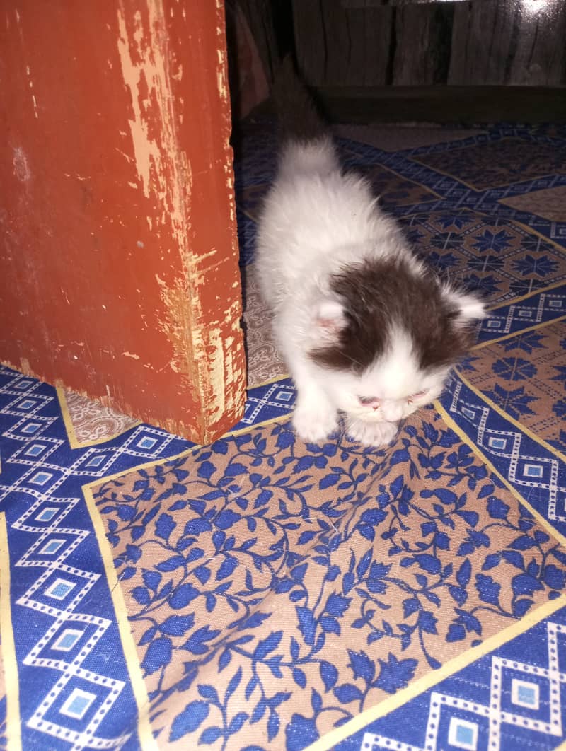 Persian kittens for sale 16