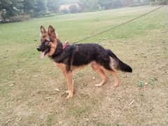 German Shepherd 0.3. 1.9. 7.6. 0.1. 1.8. 0 Queen Chowk Sgd