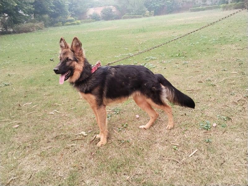 German Shepherd 0.3. 1.9. 7.6. 0.1. 1.8. 0 Queen Chowk Sgd 1