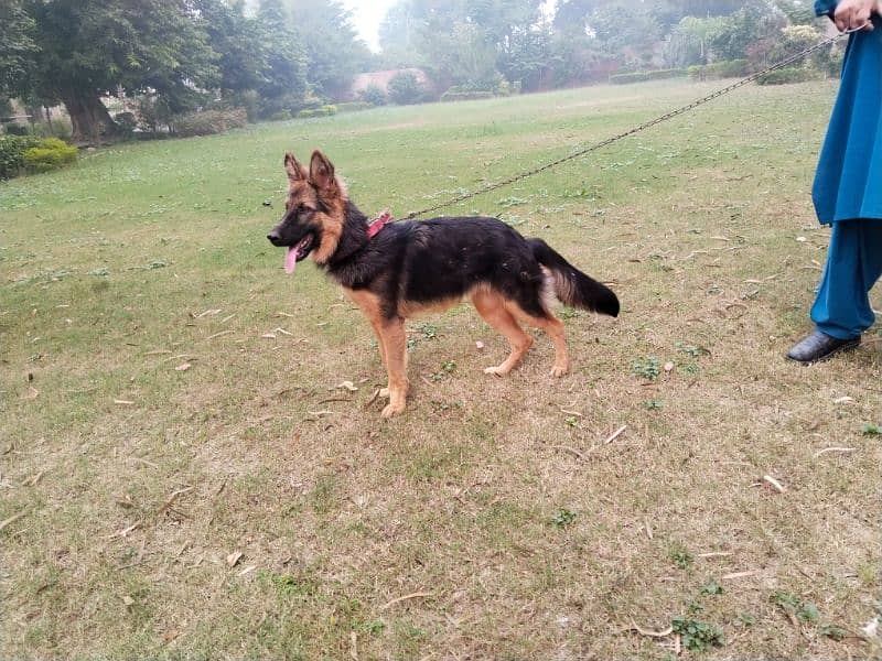 German Shepherd 0.3. 1.9. 7.6. 0.1. 1.8. 0 Queen Chowk Sgd 2