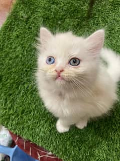 Beautiful 3 Persian kittens for sale