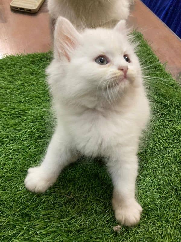 Beautiful 3 Persian kittens for sale 1